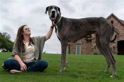 Dünyanın en uzun yaşayan köpeği